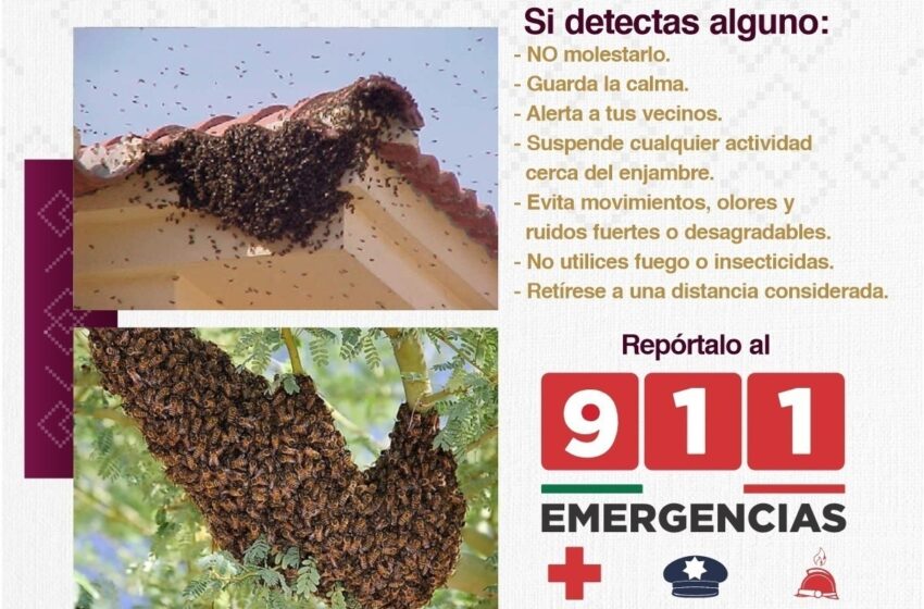  Exhorta Gobierno de Sonora a reportar presencia de enjambres de abejas al 9-1-1