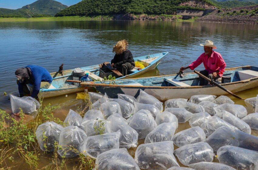 Siembran 1 millón 800 alevines de tilapia en la presa Guillermo Blake – Extraoficial