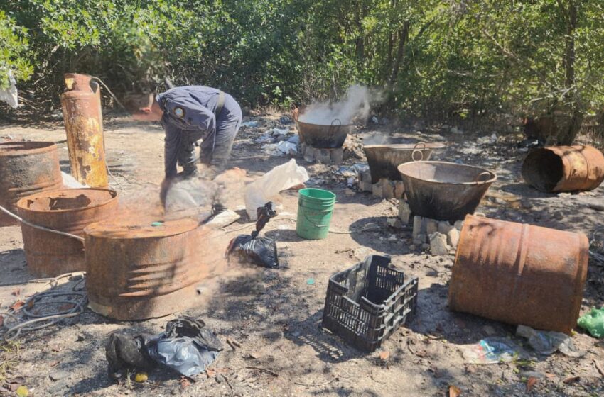 Caen tres pepineros en Dzilam González – Diario de Yucatán