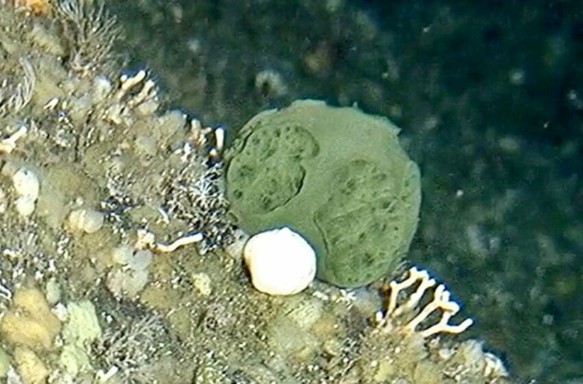  Esponjas marinas pudieron haber sido de los primeros animales de la Tierra