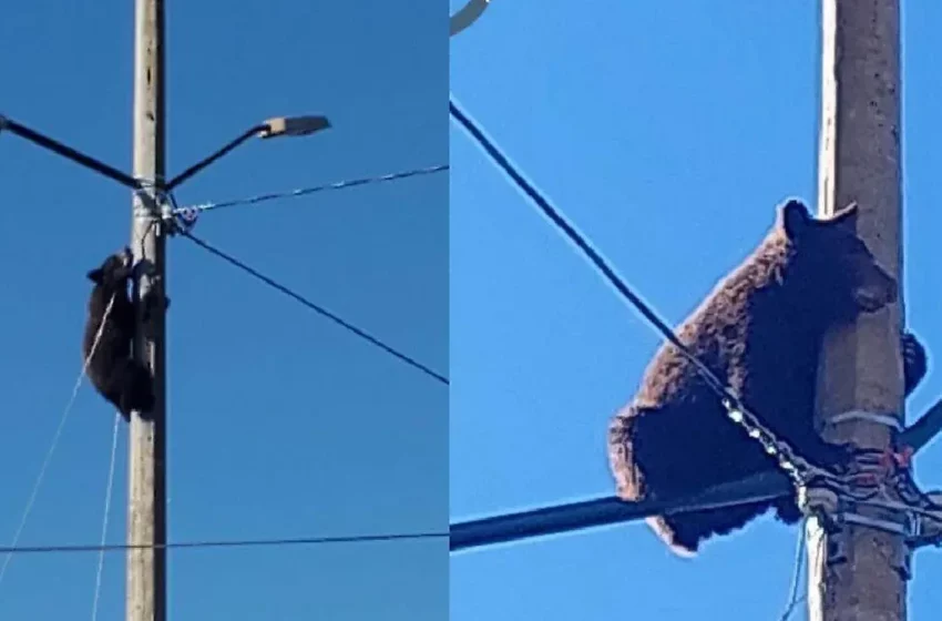  Video: Oso trepa postes de luz en Cananea, Sonora – Quinta Fuerza