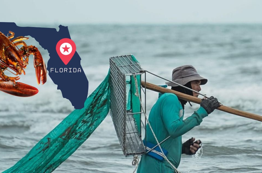 Pescadores de langostas en Florida se enfrentan a redadas y al caos económico por los aranceles