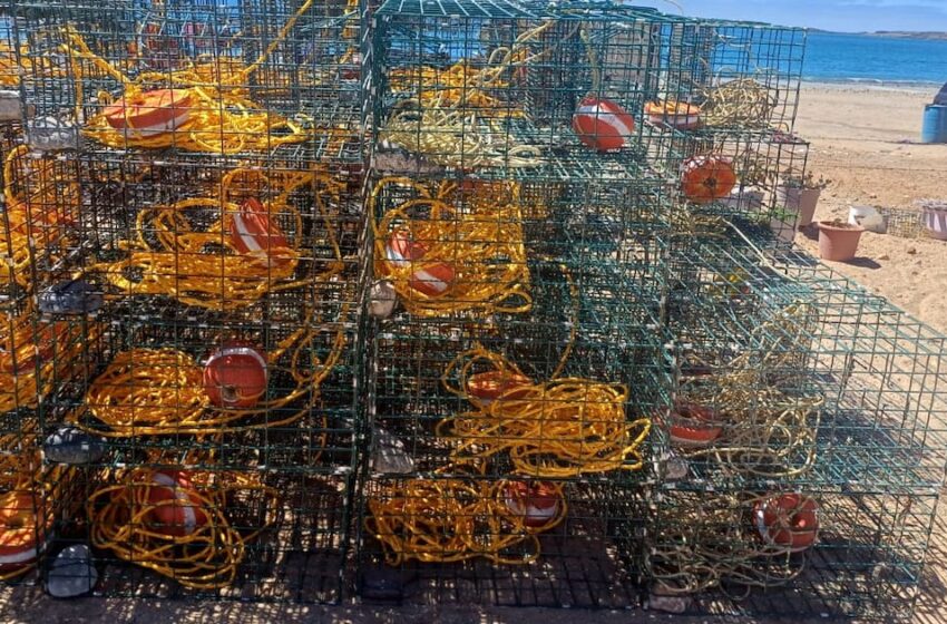  Inicia la temporada de pesca de langosta roja – El Imparcial