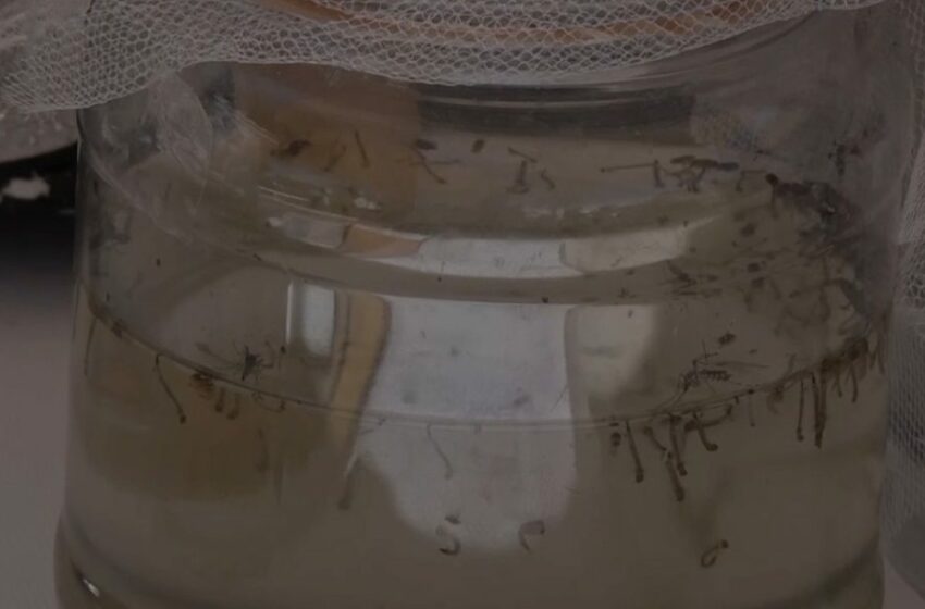 Aumentan 206 por ciento casos de dengue en Sonora – Telemax
