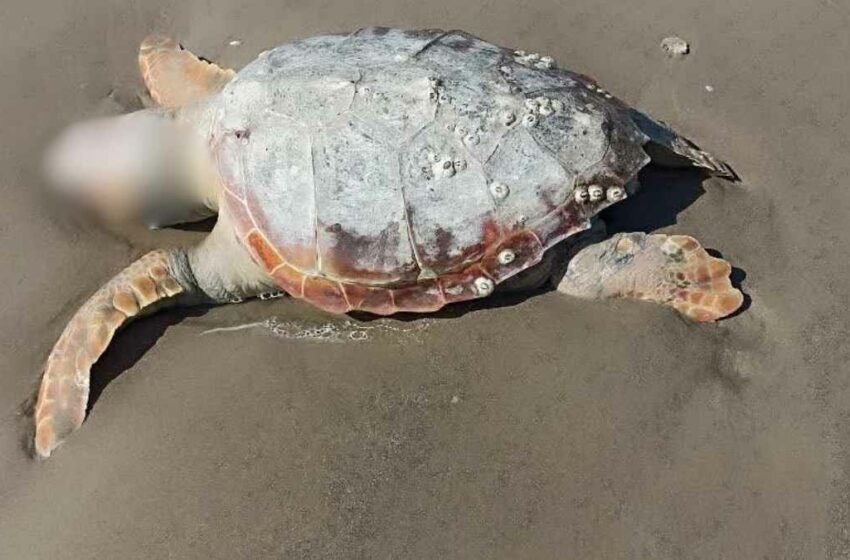  Matamoros: hallan tortuga marina sin vida con anzuelo incrustado – Vox Populi Noticias