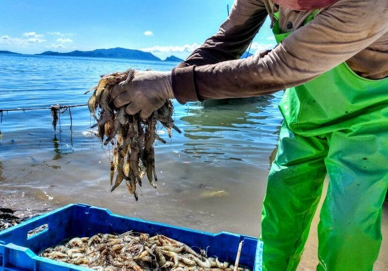  Altos costos y saqueo amenazan la pesca de camarón – Meganoticias