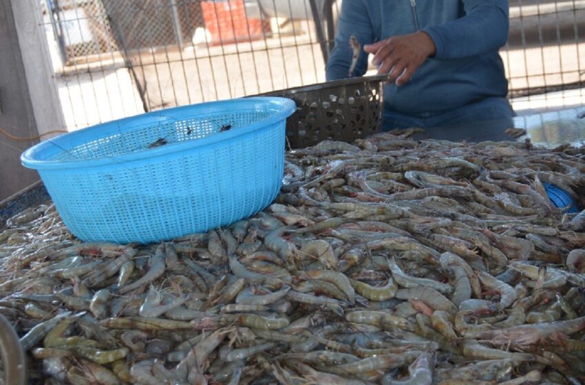  Buen arranque de temporada de pesca de camarón – Ríodoce
