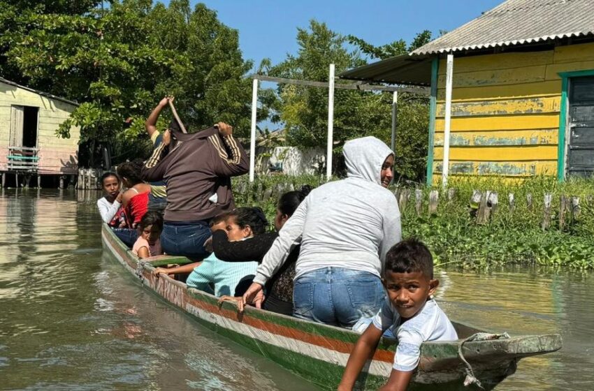Crece emergencia ambiental en la Ciénaga Grande por expansión de planta invasora