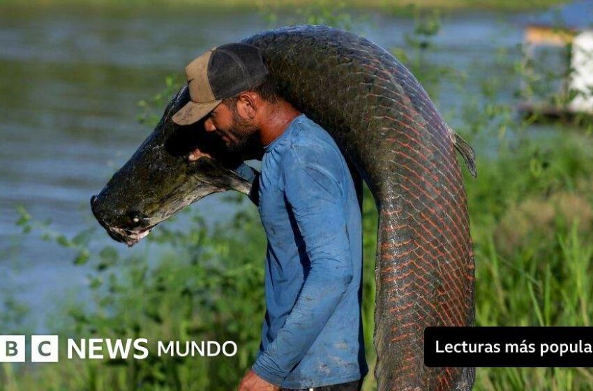  Pirarucu, el pez gigante del Amazonas usado para hacer prendas de lujo (y el reclamo de … – BBC