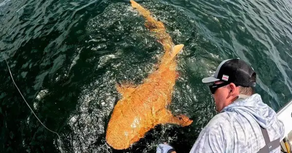  Extraño Tiburón Naranja Capturado en Costa Rica