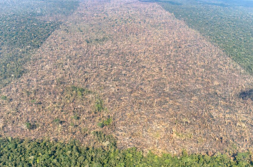 En 40 años, Amazonia pierde área de vegetación equivalente a Francia