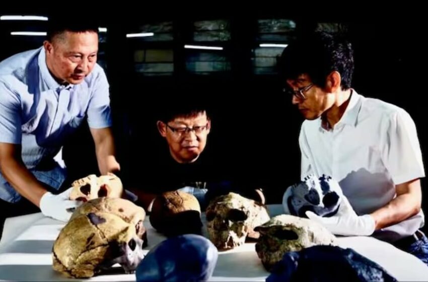  Un cráneo hallado en China reabrió el debate sobre el origen de la especie humana