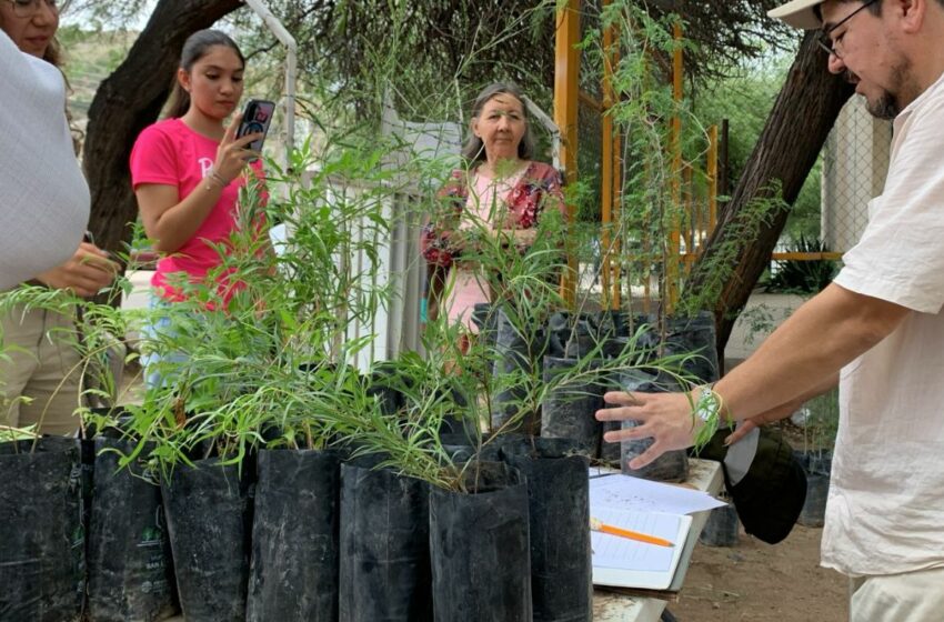  Entrega Vivero Municipal desde árbol de chiltepín hasta palo verde a ciudadanos en última …