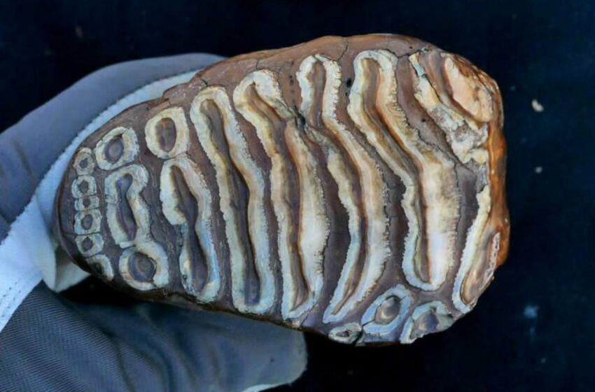 ADN microbiano de más de un millón de años obtenido de restos de mamut