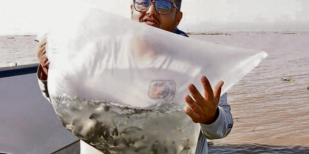Siembran más de 200 mil crías de tilapia en Chapala – Informador.mx