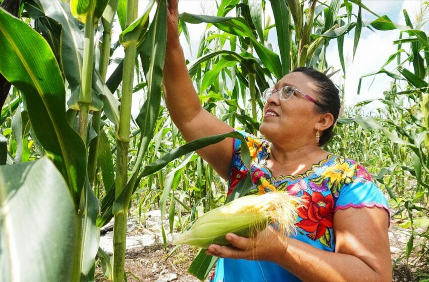  Impulsan Ssa y UAM convenio para fortalecer la soberanía alimentaria en México