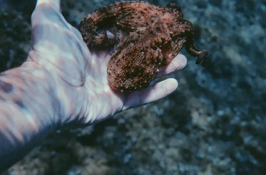  Temporada de captura de pulpo con buenas cifras en Yucatán – Posta Mx