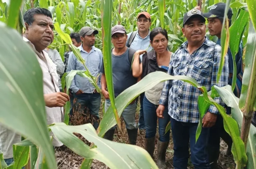  Maíz mexicano permite tener más alimentos en poco espacio; estos cultivos son sus aliados