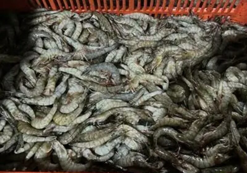  Menos ribereños saldrán vía la pesca del camarón en Guaymas | Meganoticias