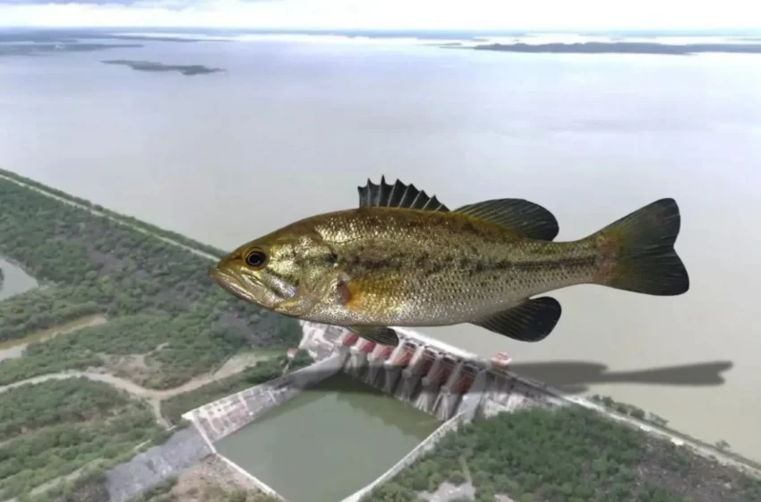  Nuevo León repoblará presas con lobina negra para impulsar la pesca deportiva y el turismo