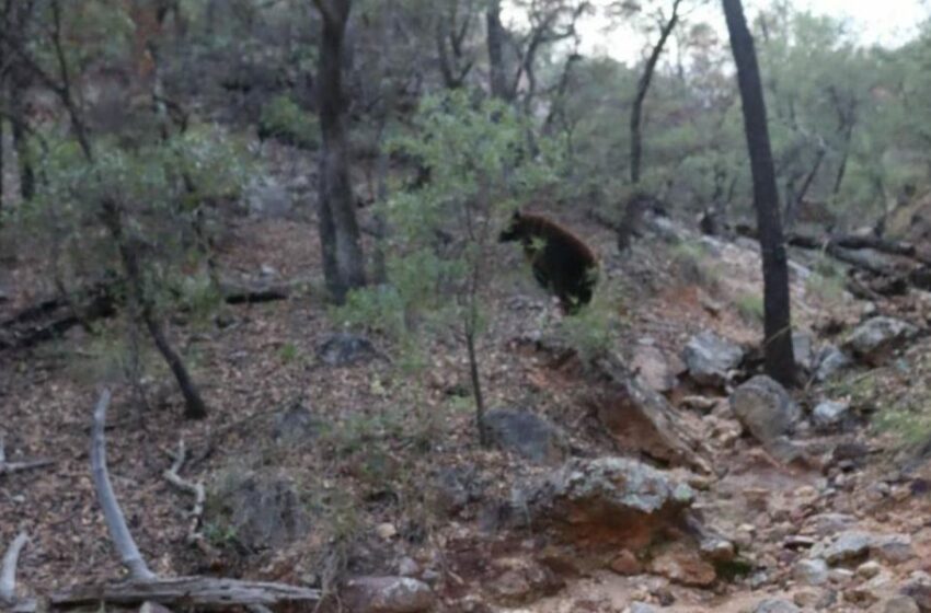 Gobierno de Sonora reintegra osa negra al hábitat natural en la sierra del estado – Telemax