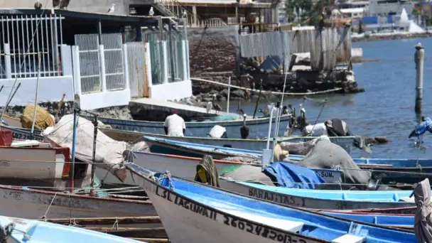Pesca de camarón en Sonora se reactiva el 19 de septiembre – Expreso
