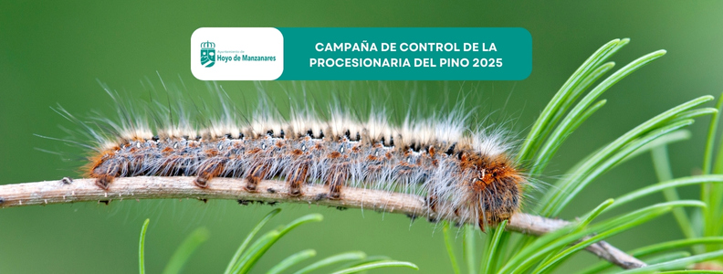 Campaña de control de la procesionaria del pino 2025 en Hoyo de Manzanares