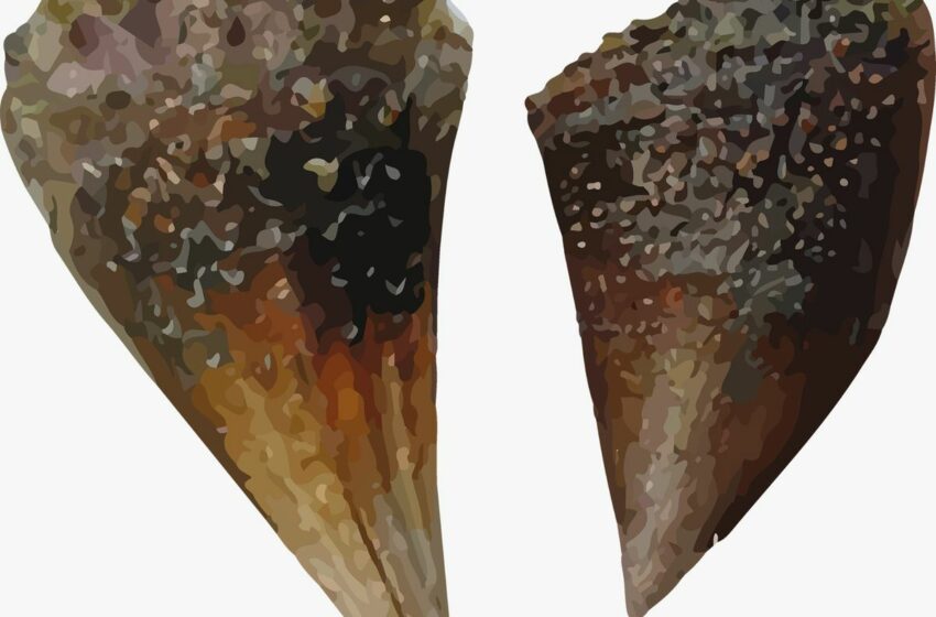  Publican nuevos periodos de veda para el callo de hacha en Sonora – La Jornada