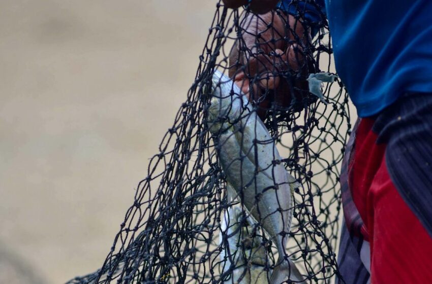 Establecen nuevas vedas de pesca en México: estas son las especies protegidas