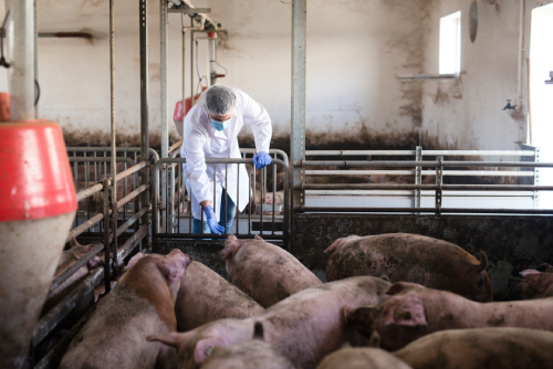 México acelera dependencia al maíz importado para alimentar animales- Grupo Milenio