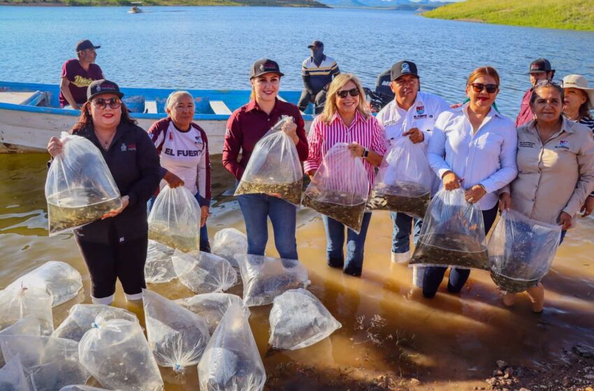  Así se repueblan con tilapia las presas Miguel Hidalgo y Huites para salvar la pesca