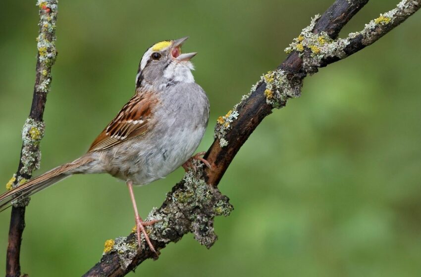 Por qué escuchar el canto de los pájaros calma el cerebro y mejora la salud mental, según la ciencia