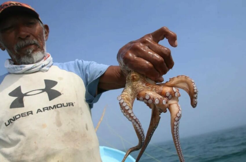  Pulpo campechano, en busca de su sello – Campeche HOY