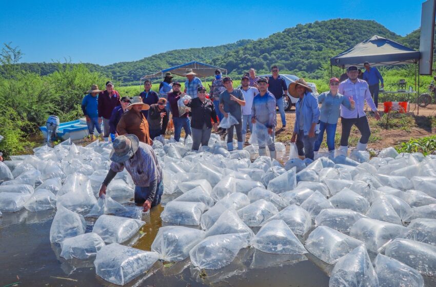  Gobierno del Estado impulsa repoblación acuícola en El Varejonal con 2 millones de alevines