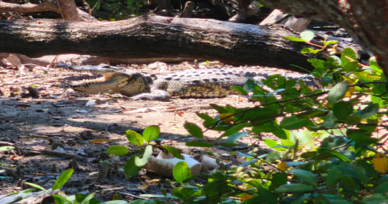  Proponen crear UMA para cocodrilos en González – Expreso de Tamaulipas