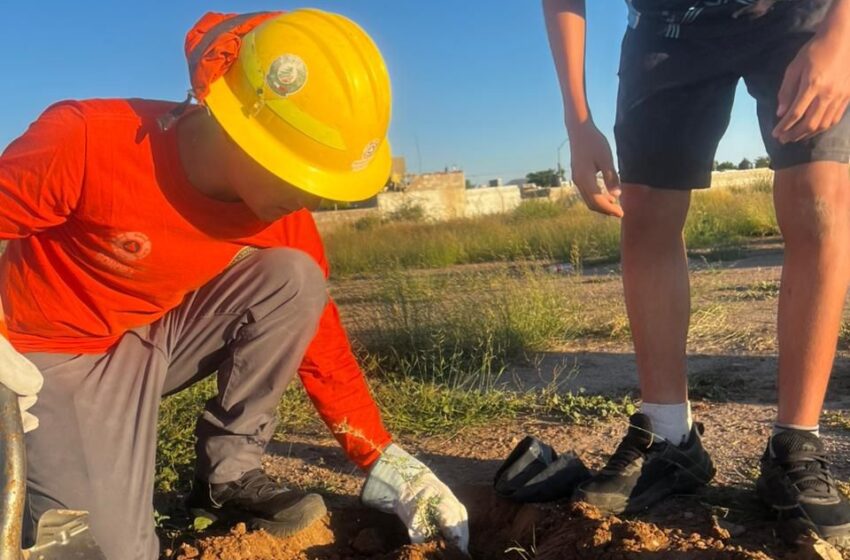 Gobierno de Sonora realiza acciones de reforestación – Marquesina Política