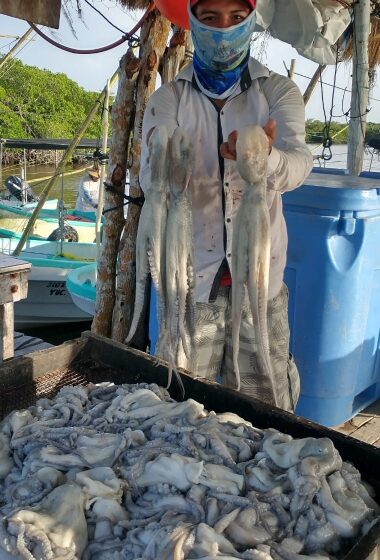 Balance positivo en la pulpeada en Yucatán