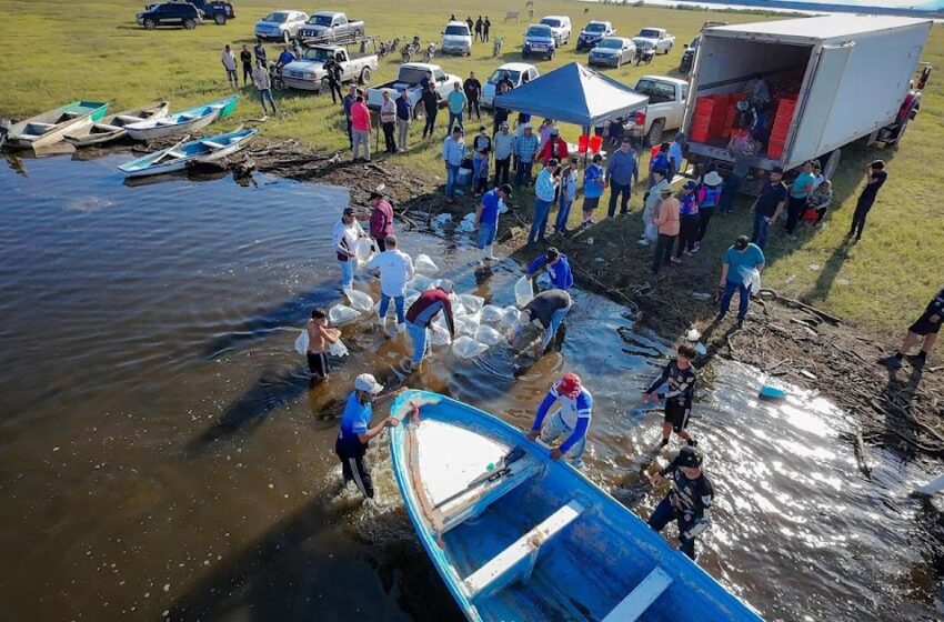  Concluye con éxito la siembra de 700 mil alevines en la presa Josefa Ortiz de Domínguez