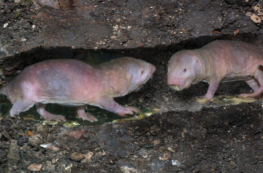  Científicos chinos encuentran en el ADN del ratopín el secreto de su asombrosa longevidad
