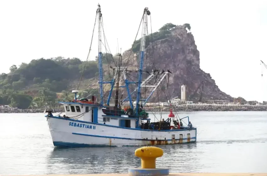  Prevalecen críticas capturas de camarón en la primera semana de pesca – Periódico Noroeste