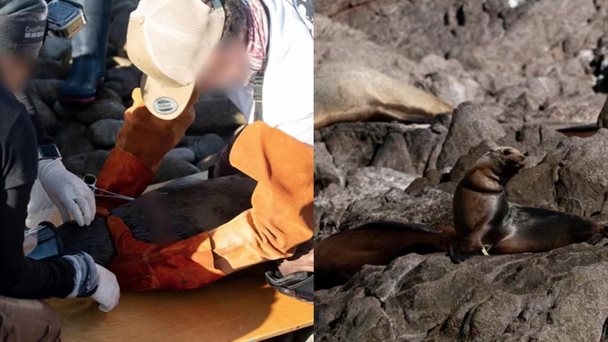  Rescatan a trece lobos marinos atrapados en redes de pesca en Sonora – El Mañana de Reynosa