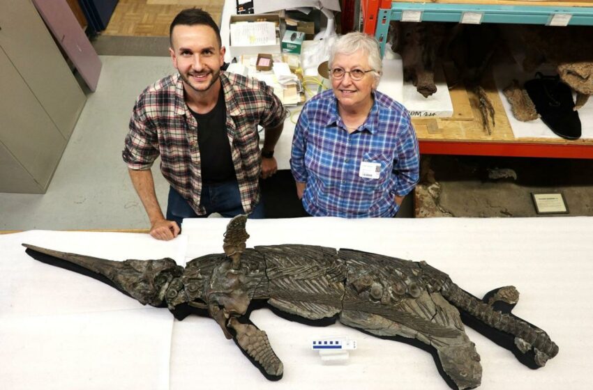  Descubren un nuevo dinosaurio marino: el ‘dragón espada de Dorset’