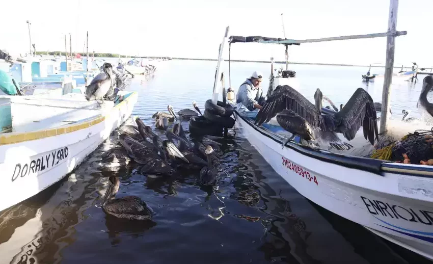  Gobierno de Yucatán subsidiará el 50% del costo de motores fuera de borda para pescadores