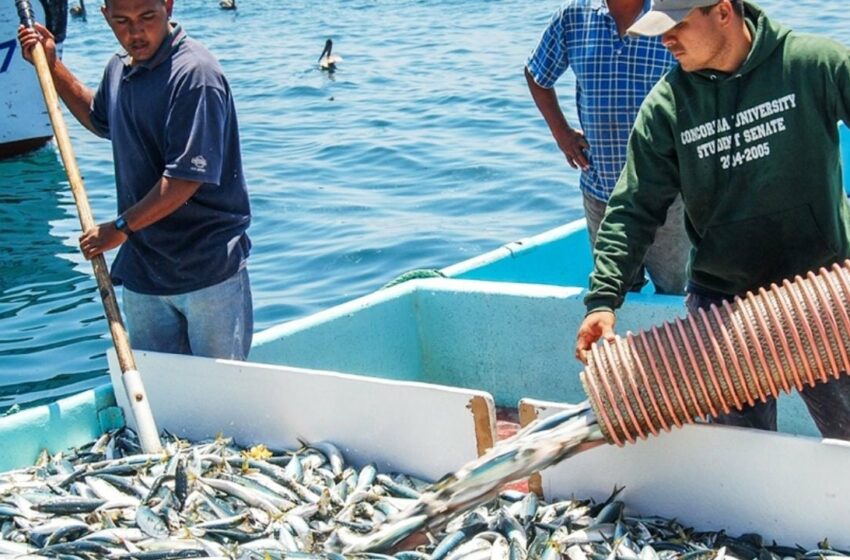 Sonora lidera la pesca de sardina a nivel nacional, según Canainpesca – Tribuna