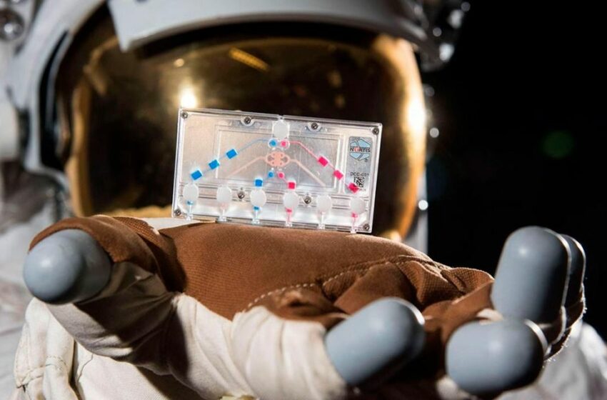  La NASA impulsó el proyecto AVATAR: enviar tejido humano a la Luna y anticipar posibles riesgos para los astronautas