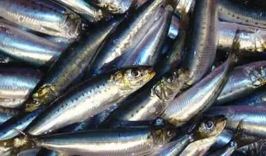  Limitan pesca de sardina, anchoveta y macarela en el Pacífico y Golfo de California