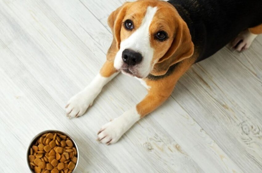  Propone el PAN eliminar IVA a alimentos y medicinas para mascotas – Plaza de Armas | Querétaro