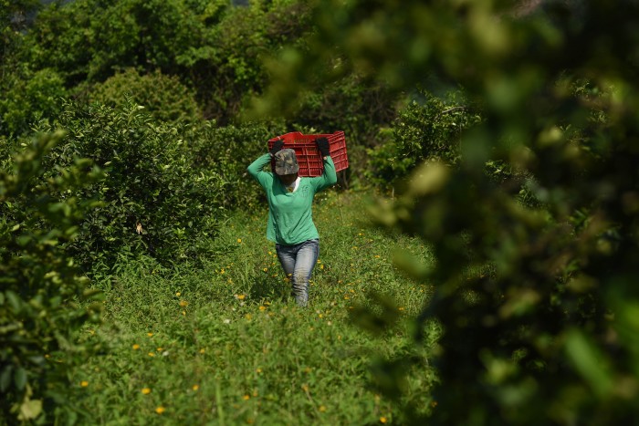  Inundaciones dañaron casi 19 mil hectáreas de maíz y cítricos en la zona norte: Sedarpa