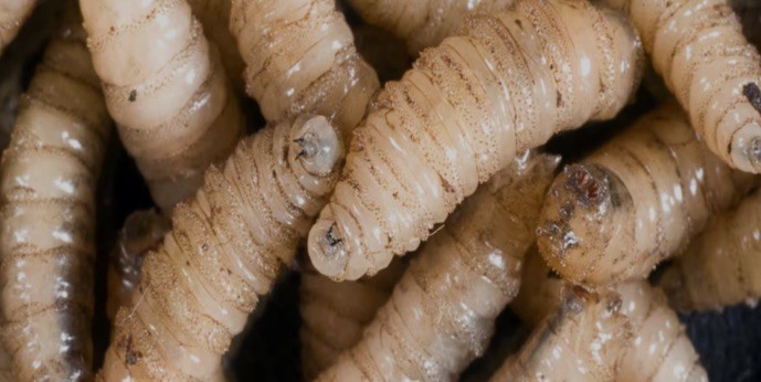  Este año se canalizaron casi 50 mdp para atender la emergencia del gusano barrenador