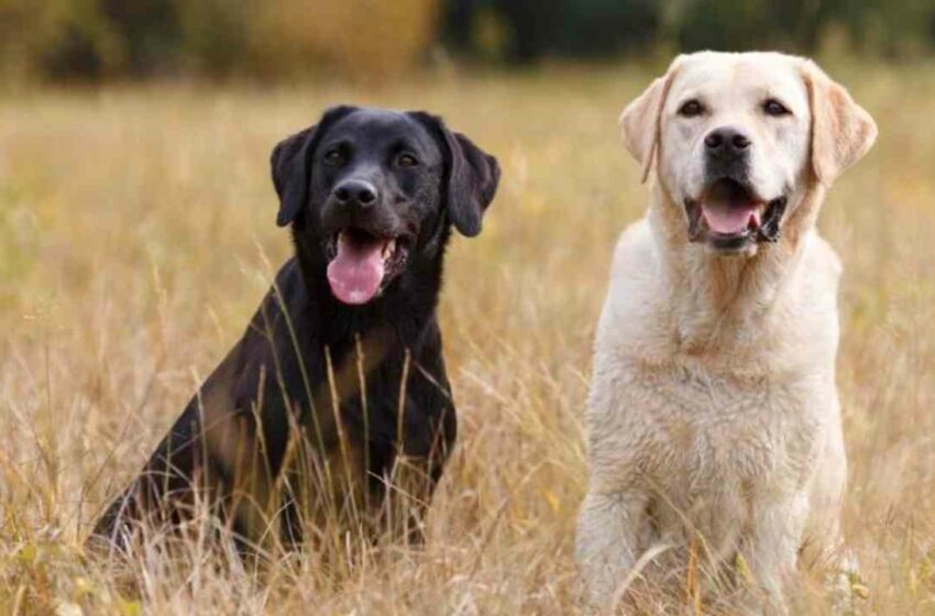  Alimentos tóxicos y prohibidos para perros: lo que debes evitar para cuidar su salud